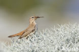 Rufous-tailed Scrub-Robin (Erythropygia galactotes)