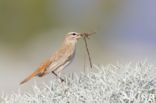 Rufous-tailed Scrub-Robin (Erythropygia galactotes)