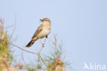 Rufous-tailed Scrub-Robin (Erythropygia galactotes)