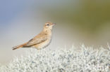 Rufous-tailed Scrub-Robin (Erythropygia galactotes)