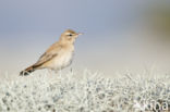 Rufous-tailed Scrub-Robin (Erythropygia galactotes)