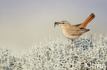 Rufous-tailed Scrub-Robin (Erythropygia galactotes)