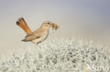 Rufous-tailed Scrub-Robin (Erythropygia galactotes)