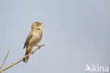 Rufous-tailed Scrub-Robin (Erythropygia galactotes)