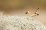 Rufous-tailed Scrub-Robin (Erythropygia galactotes)