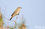 Rufous-tailed Scrub-Robin (Erythropygia galactotes)