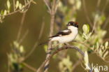 Woodchat Shrike (Lanius senator)