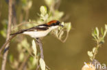 Woodchat Shrike (Lanius senator)