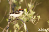 Woodchat Shrike (Lanius senator)