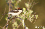 Woodchat Shrike (Lanius senator)