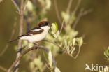 Woodchat Shrike (Lanius senator)