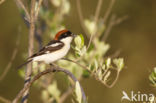 Woodchat Shrike (Lanius senator)