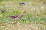 Red-throated Pipit (Anthus cervinus)