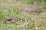 Roodkeelpieper (Anthus cervinus)