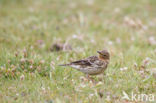 Roodkeelpieper (Anthus cervinus)