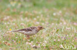 Red-throated Pipit (Anthus cervinus)