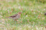 Roodkeelpieper (Anthus cervinus)