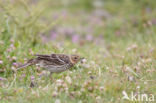 Red-throated Pipit (Anthus cervinus)