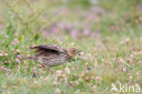 Red-throated Pipit (Anthus cervinus)