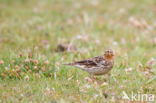 Red-throated Pipit (Anthus cervinus)