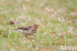 Red-throated Pipit (Anthus cervinus)