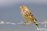 Red-throated Pipit (Anthus cervinus)