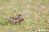 Red-throated Pipit (Anthus cervinus)