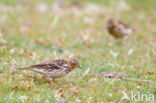 Red-throated Pipit (Anthus cervinus)