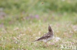 Red-throated Pipit (Anthus cervinus)