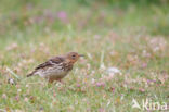 Red-throated Pipit (Anthus cervinus)