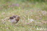 Red-throated Pipit (Anthus cervinus)