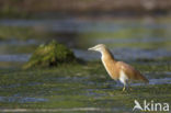 Ralreiger (Ardeola ralloides)