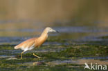 Ralreiger (Ardeola ralloides)