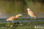 Ralreiger (Ardeola ralloides)