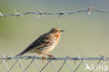 Red-throated Pipit (Anthus cervinus)