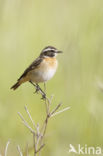 Whinchat (Saxicola rubetra)