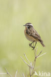 Whinchat (Saxicola rubetra)