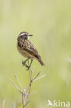 Whinchat (Saxicola rubetra)