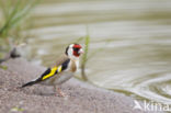 European Goldfinch (Carduelis carduelis)