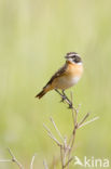 Whinchat (Saxicola rubetra)