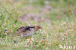 Red-throated Pipit (Anthus cervinus)