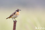 Whinchat (Saxicola rubetra)