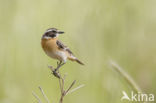 Paapje (Saxicola rubetra)