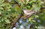 Orpheusgrasmus (Sylvia hortensis)