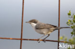 Orphean Warbler (Sylvia hortensis)