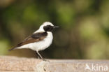 Oostelijke blonde tapuit (Oenanthe melanoleuca)