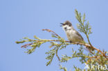 Orphean Warbler (Sylvia hortensis)