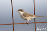 Orphean Warbler (Sylvia hortensis)