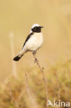 Oostelijke blonde tapuit (Oenanthe melanoleuca)