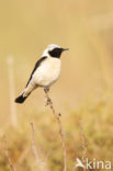 Oostelijke blonde tapuit (Oenanthe melanoleuca)